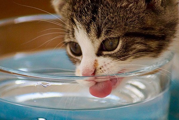 Wet cat sales